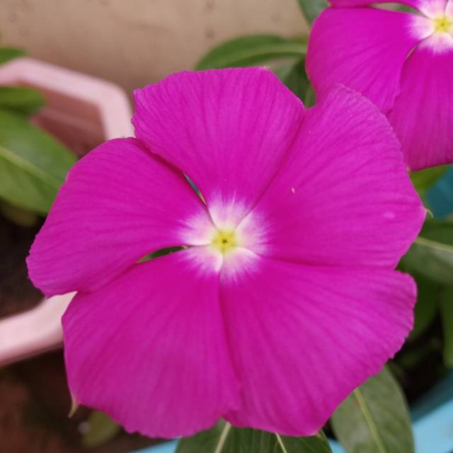 Bibit bunga vinca-pink