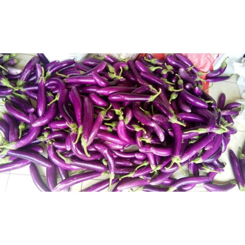 

terong ungu/500grm