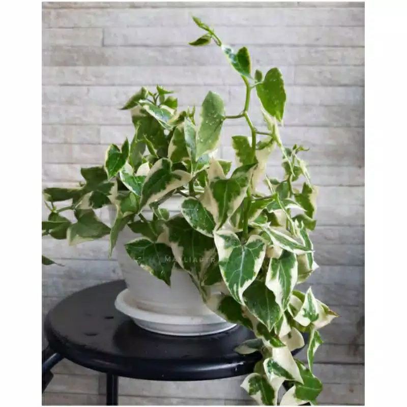 [VARIEGATA] TANAMAN HIAS IVY ENGLISH | PROMO | SUPER PRODUK BERKUALITAS | TANAMAN HIAS HIDUP 250G