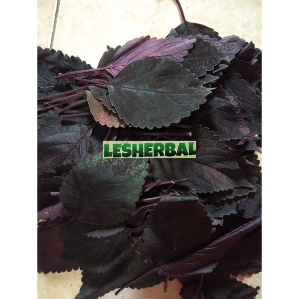 

daun miana atau daun jawer kotok segar 1kg