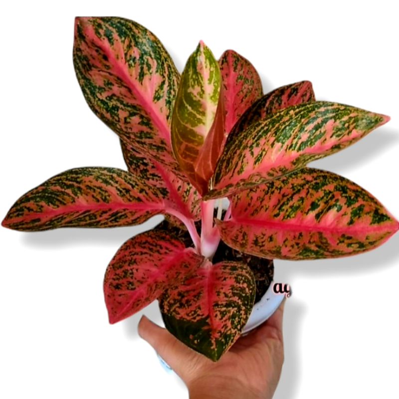 Aglonema widuri (Tanaman hias aglaonema widuri) - tanaman hias hidup - bunga hidup - bunga aglonema 