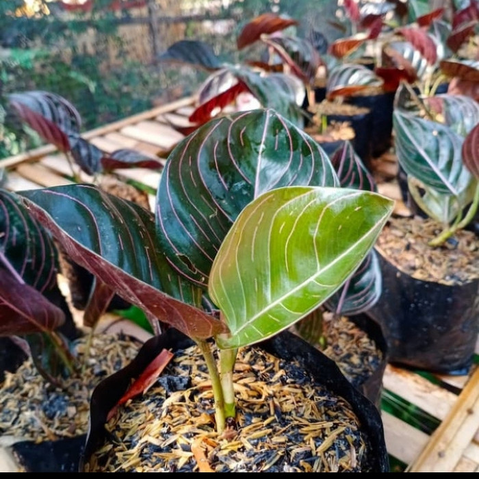Tanaman hias AGLONEMA ROTUNDUM ACEH, aglonema Rotundum aceh