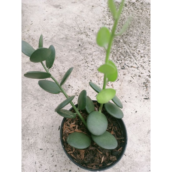 Kaktus Sukulen string of dolar