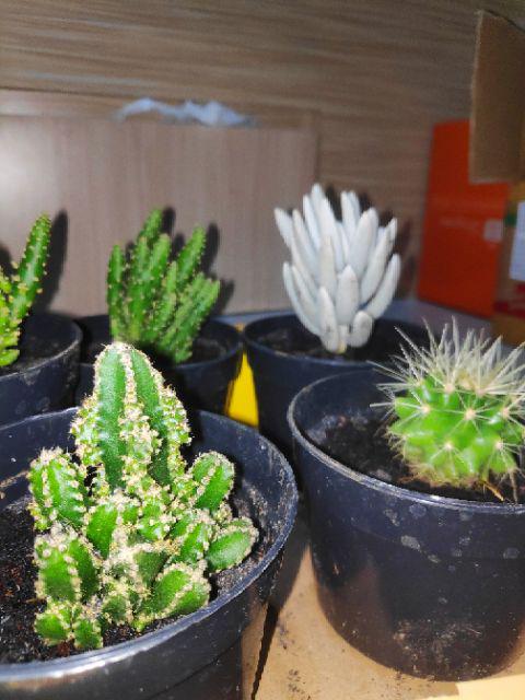 Tanaman Kaktus Hias Cactus Golden Barrel Barel