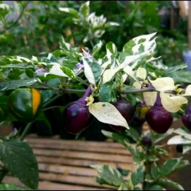 [ Paket Isi 10 Biji Benih ] Benih - Biji - Bibit Cabe Hias Cabe Unik Varigata Cabai Golden Nugget