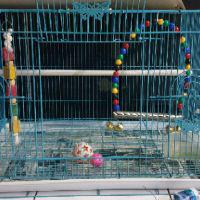 Ayunan Burung Falk Parkit Lovebird Sc Irn Nuri Betet Dll Shopee