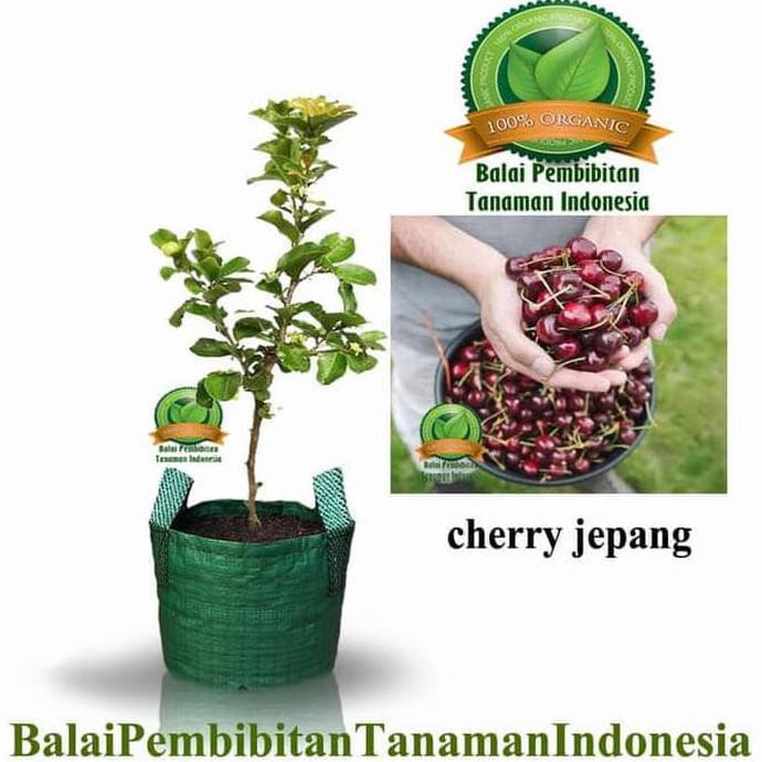 h0u asli bibit cherry jepang / bibit buah / tanaman a+
