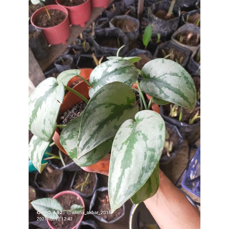 scindapsus silver ( sirih gading )