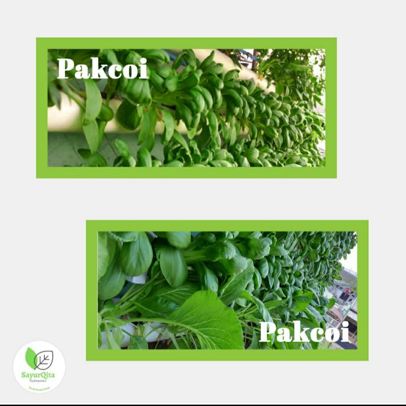 

Pak Choi (Sawi Sendok) Hydroponic. Harga Rp 6500/250 gram