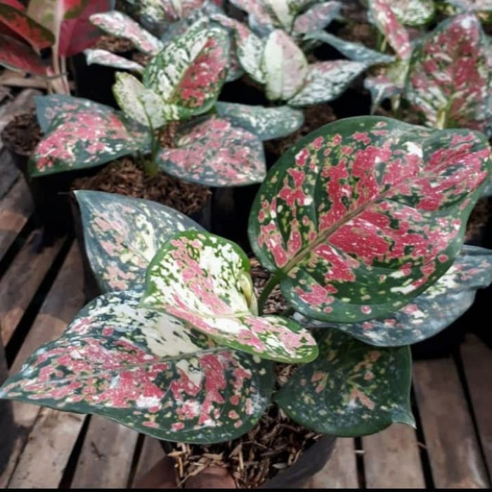 MURAH Tanaman hias aglonema tri colour - pohon aglonema tri colour