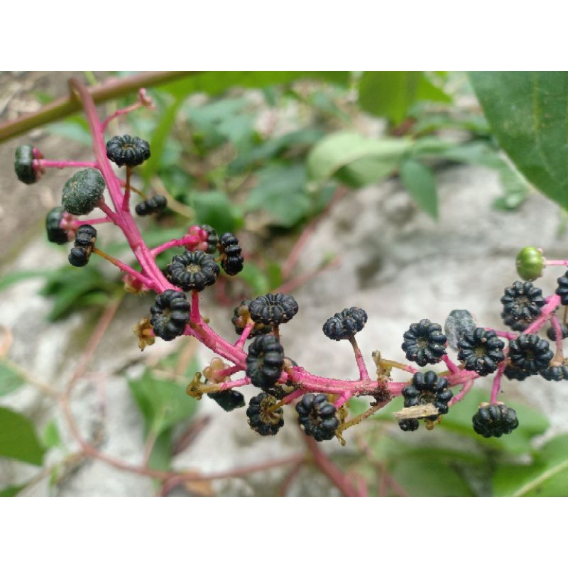 Biji benih ginseng merah korea asli