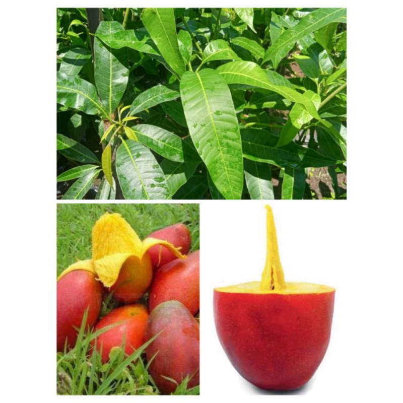 

mangga yuen