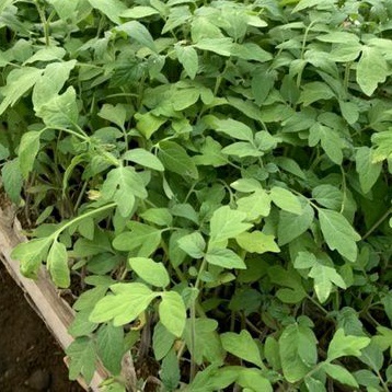 DIARY PETANI - Bibit Tomat Sayur Siap Tanam Tinggi 10 cm Up