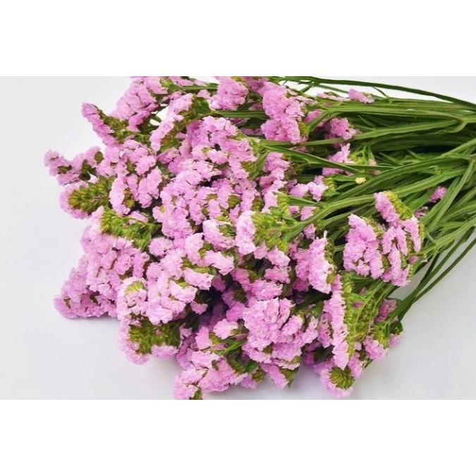 bunga statice import asli segar