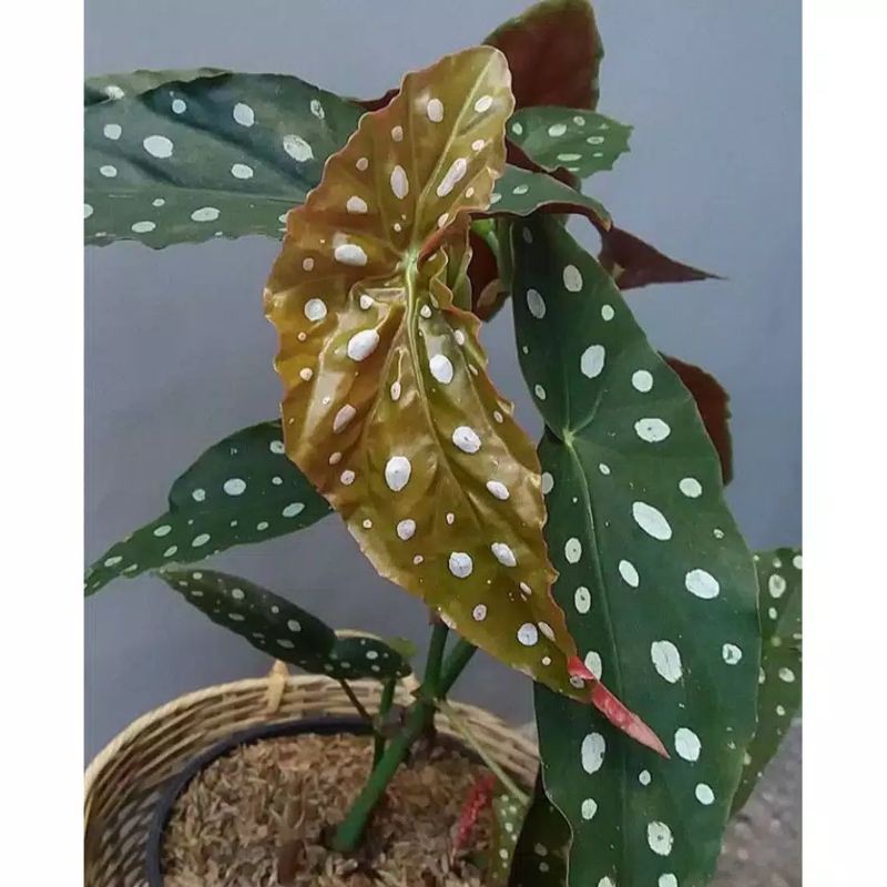 paket 2 tanaman hias begonia polkadot - tanaman hias begonia mocca