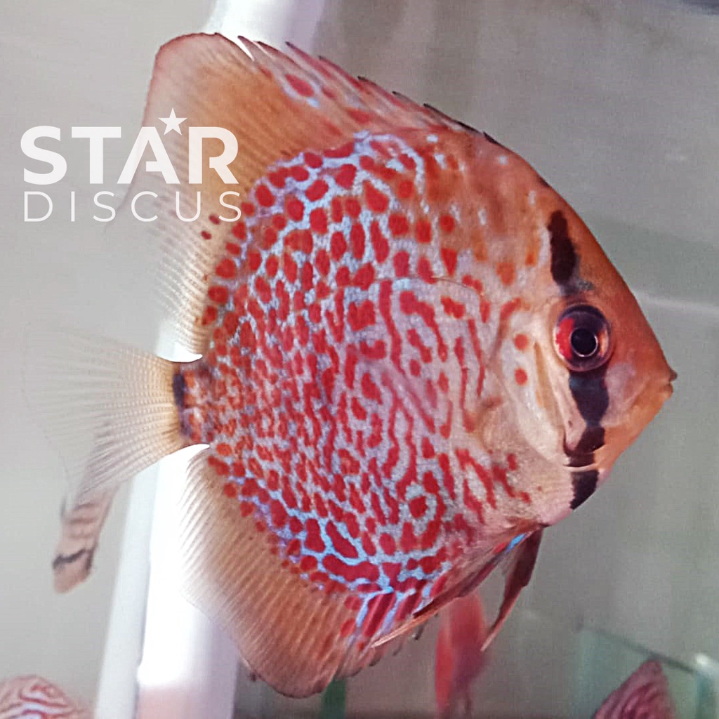 Discus Ring Leopard ukuran 2,5 inch (-)
