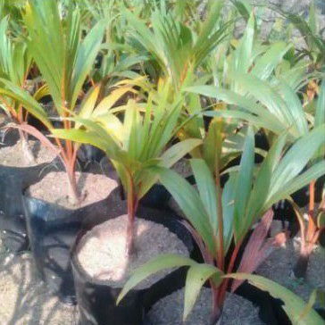 tanaman palem merah ukuran pohon 40_50cm