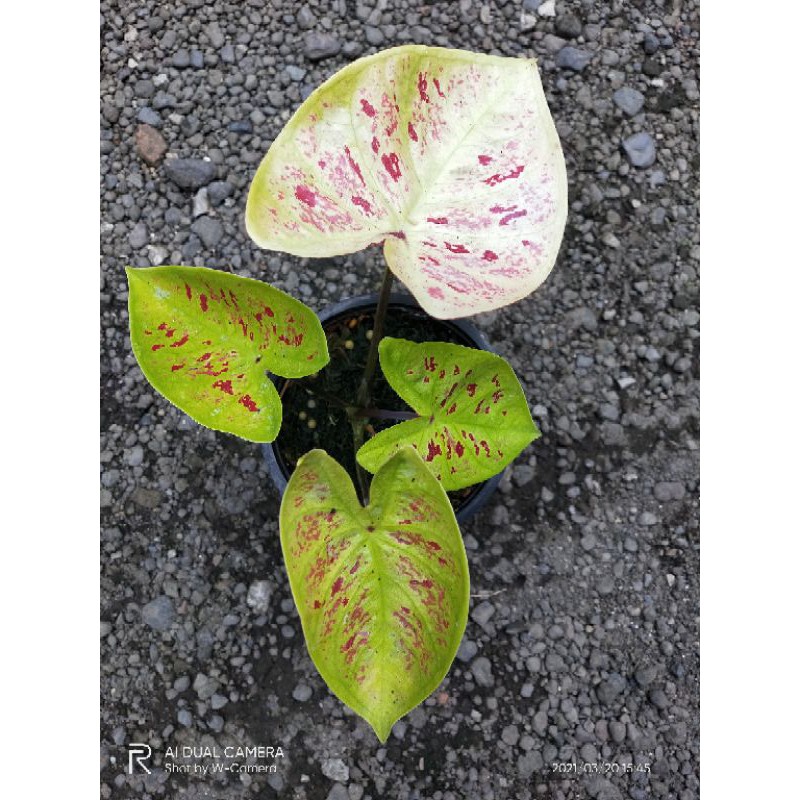 Keladi/Caladium Hybrid Thailand Impor New Wave