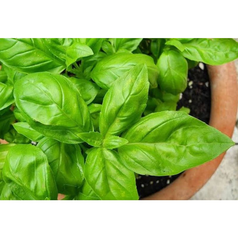 Benih Biji Daun Herbal Basil Italia Italian Large Leaf Basil