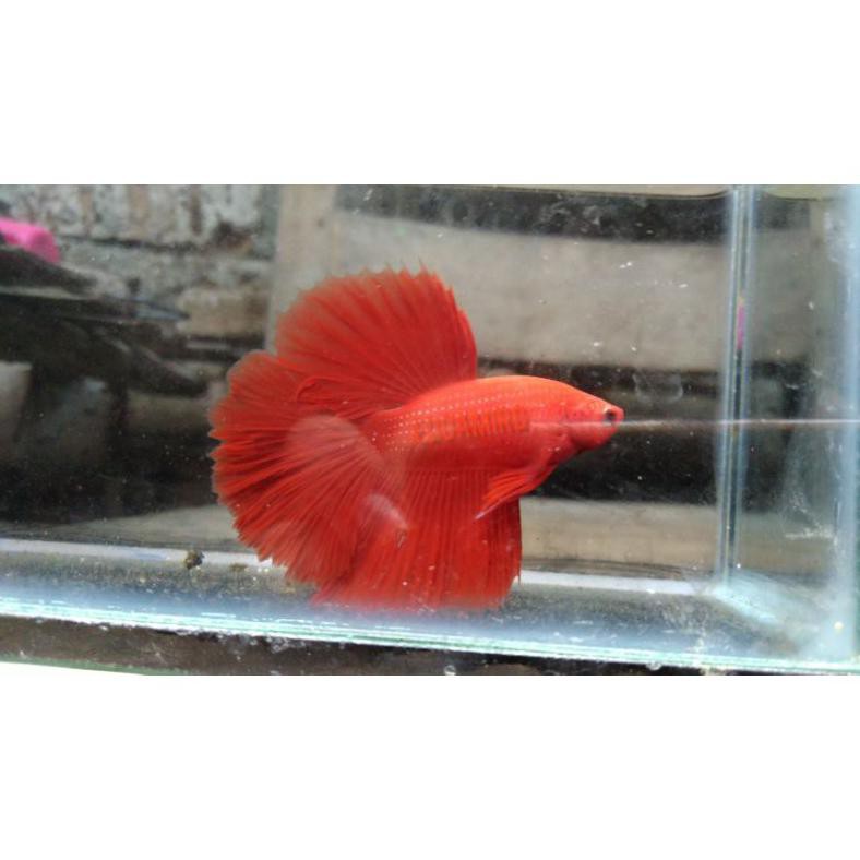 Diskon Ikan Cupang Merah Betta Hias Hiasan Akuarium / Halfmoon Super Red / Berta Sepasang