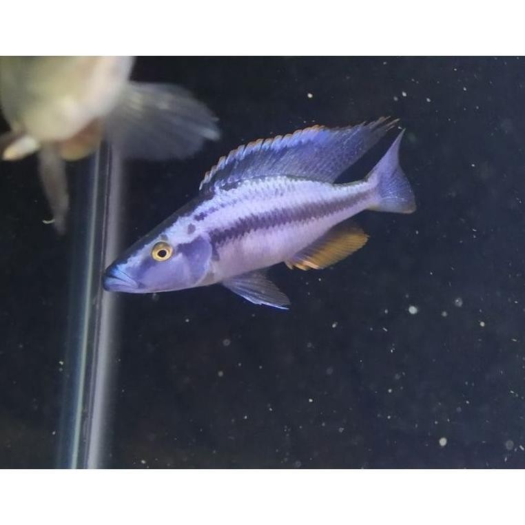 African Cichlid Jendral Malawi Eyebiter Compressiceps Dimidiochromis