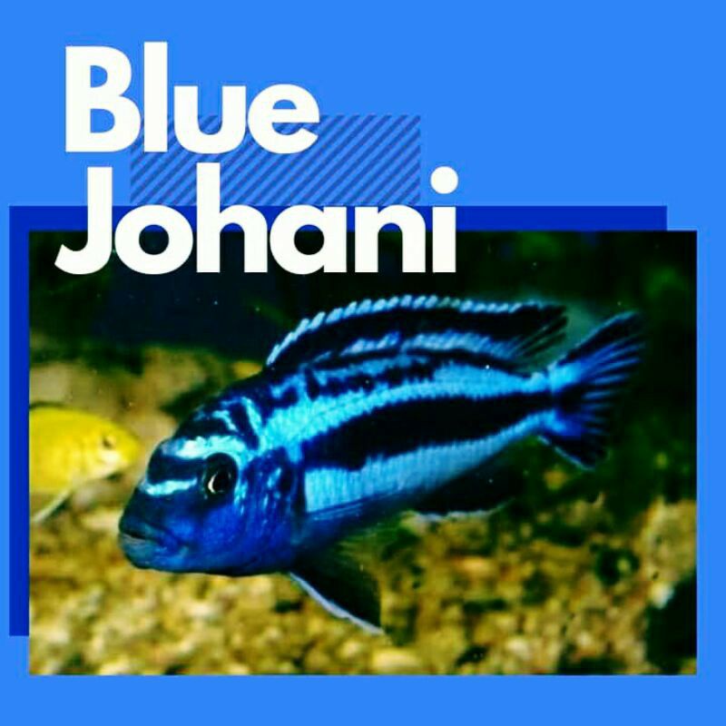 

cichlid johani