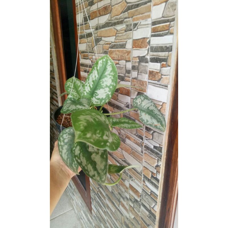 Tanaman Hias Scindapsus Pictus Exotica | sirih silver rimbun