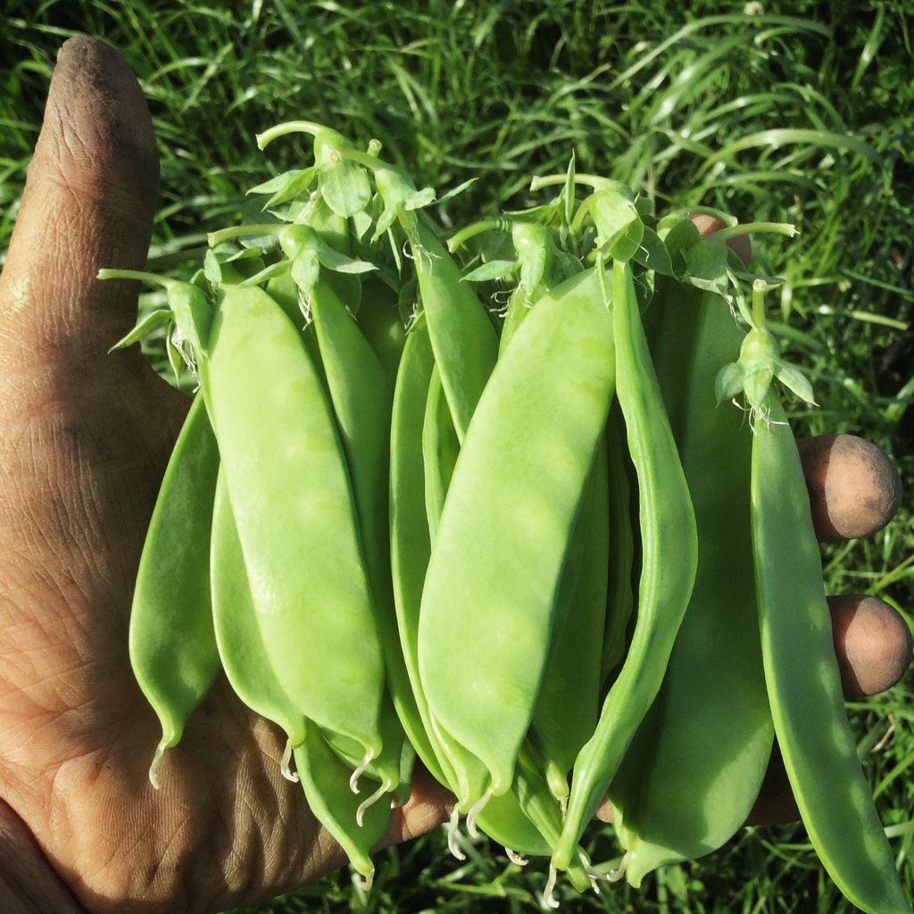 Benih Bibit Biji - Kacang Kapri Polong Pipih Snow Pea Taichung No. 11 Seeds - Panen Dalam 65 Hari