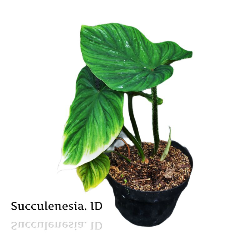 Philodendron Plowmanii Round Form/ Reguler Dewasa (Succulenesia. ID)