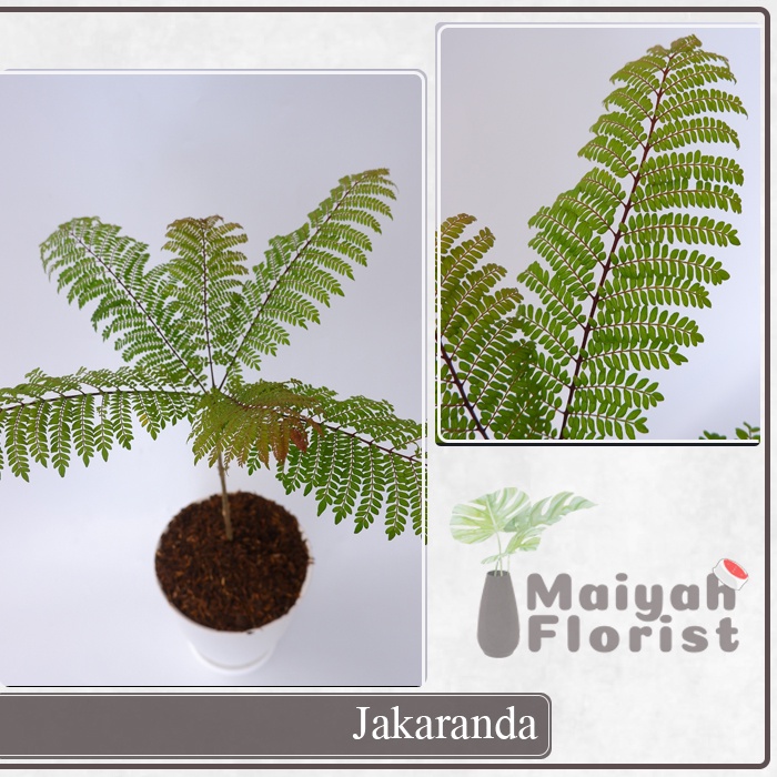 Jakaranda - Jacaranda - Tanaman Herbal