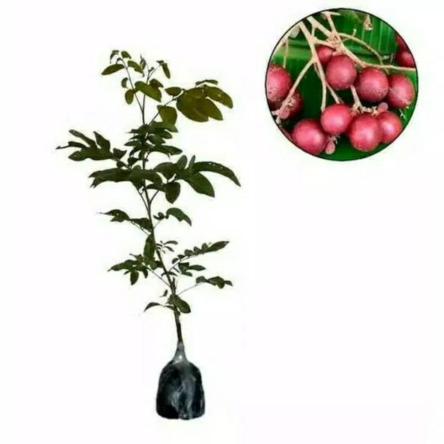 BIBIT TANAMAN KELENGKENG MERAH CANGKOK Rimbun..