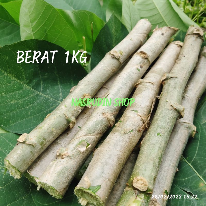 

[Fresh] BIBIT SINGKONG KARET 1KG / BIBIT SINGKONG KARET SIAP TANAM / BIBIT SINGKONG KARET UNTUK