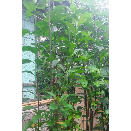 

Daun Afrika segar