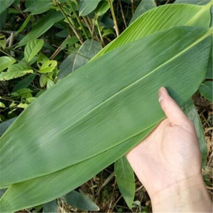 

Daun Buluh Bambu Aur Eru Rough Giant Bamboo 100 gr