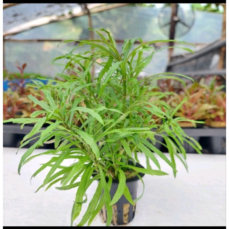 Pogostemon Octopus(Tanaman Aquascape Tanpa CO2) Tumbuhan Air Aquarium