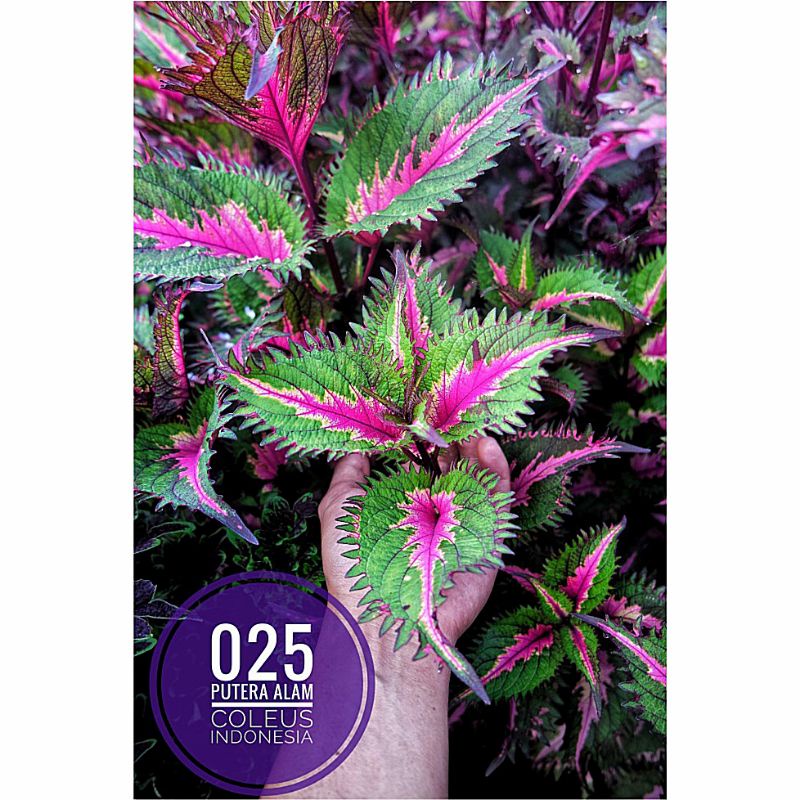 025//miana//coleus//jawer kotok//id gergaji