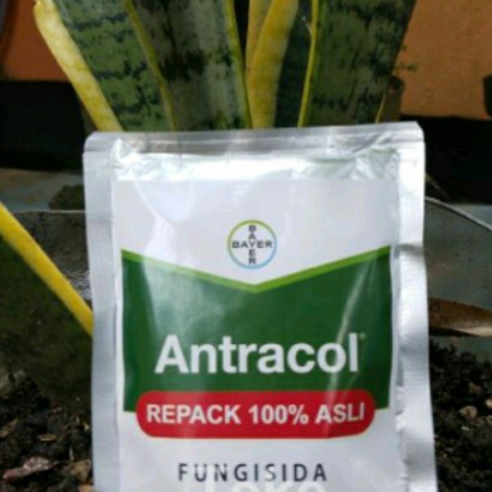 Antrakol Repack 30gr Anti jamur