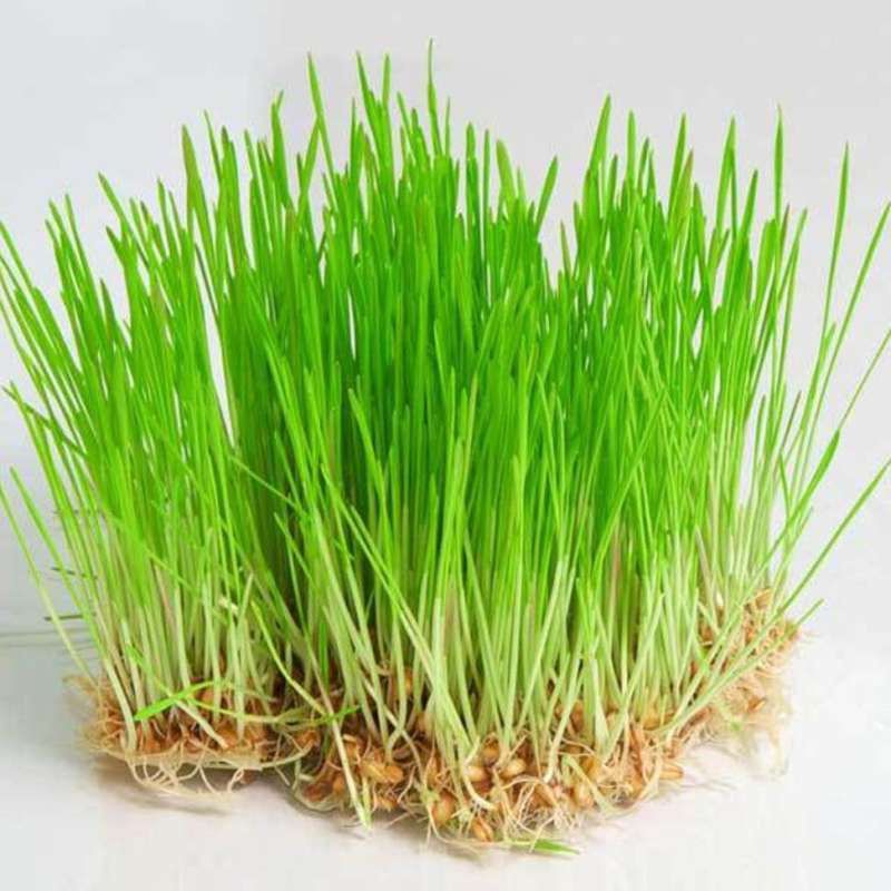 BIBIT RUMPUT GANDUM 250 GRAM WHEAT GRASS SEED