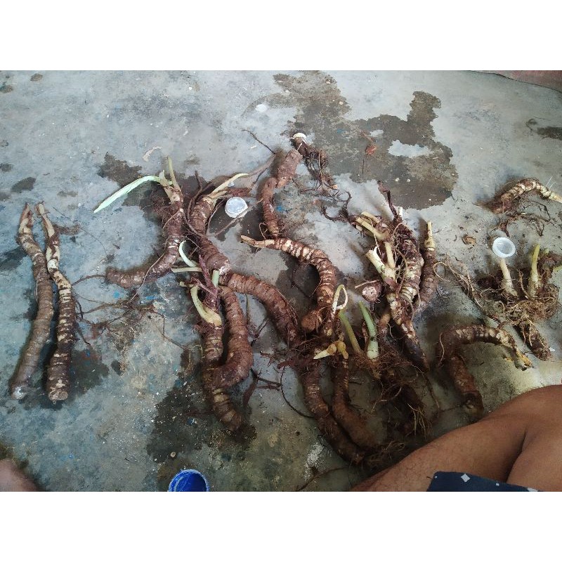 bonggol alocasia dragon scale
