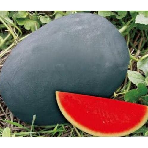 BIBIT super semangka tanpa biji (50benih)