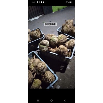 

MONTONG PALU/MONTONG PARIGI