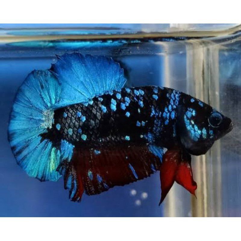 termurah ikan cupang Avatar gordon/kalimaya (bahanan)kualitas A