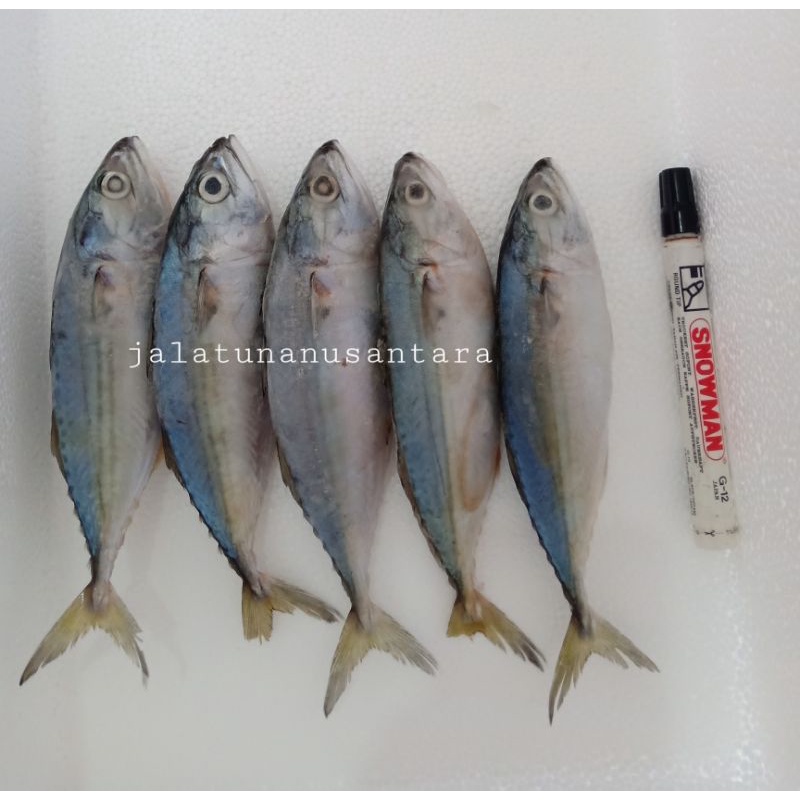 

Ikan Kembung Banjar Fresh Whole 1kg