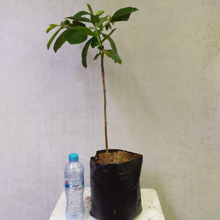 Bibit buah Jambu Kristal Tanaman Buah Jambu Kristal Pohon Jambu