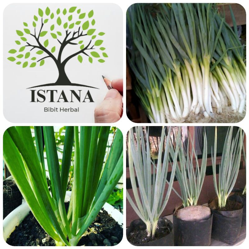 Bibit tanaman bawang daun bibit pohon bawang daun bibit bawang bakung