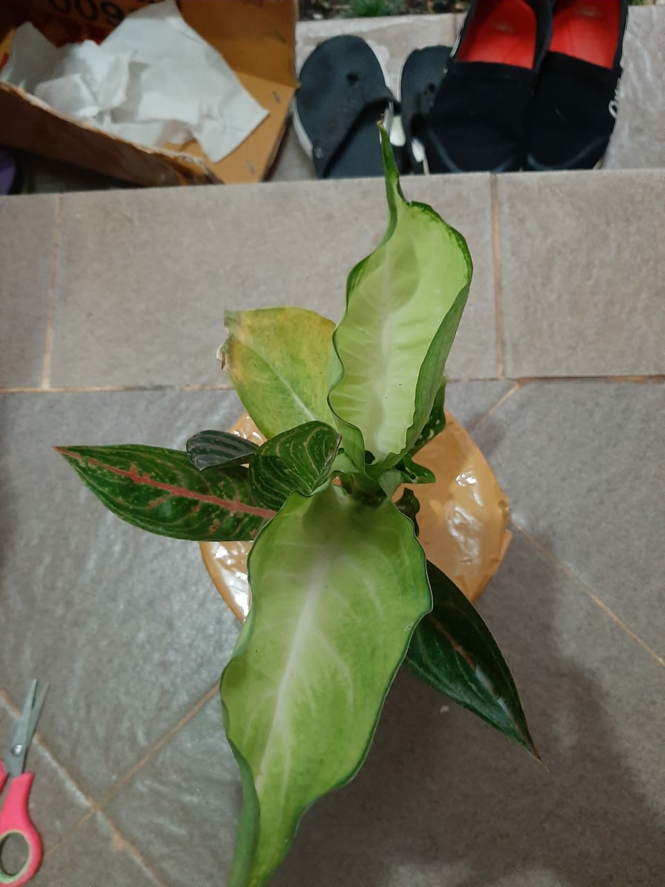 ⭐aglonema⭐ Paket 2 (tisue, Legacy, Snow White, Rothundum Aceh)