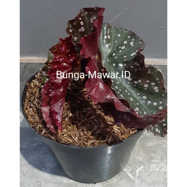 Tanaman Hias Begonia Polkadot Merah