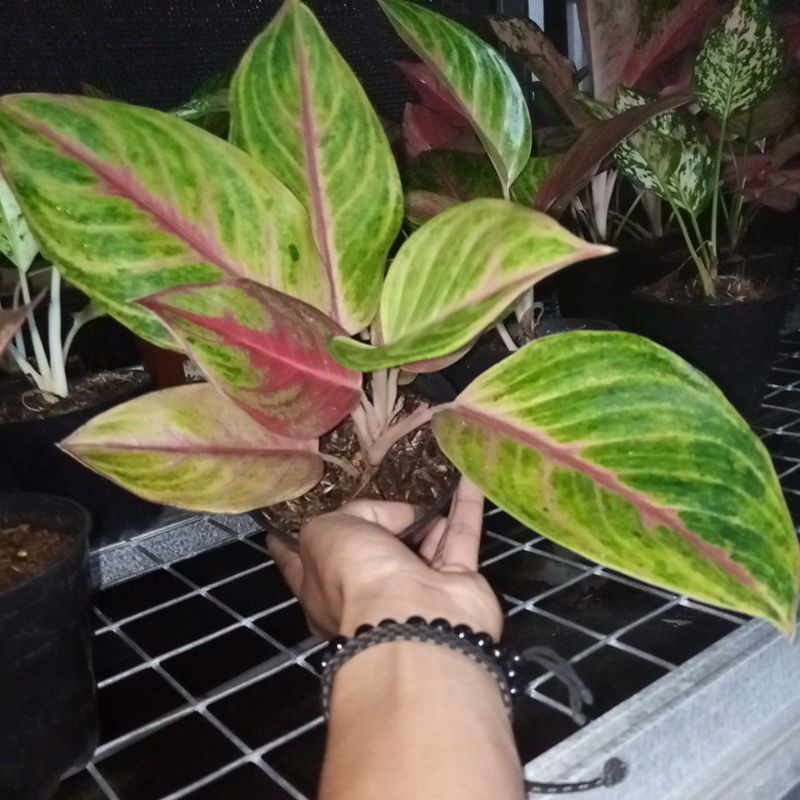 Aglonema Red Panama | Red Panama | Lokal