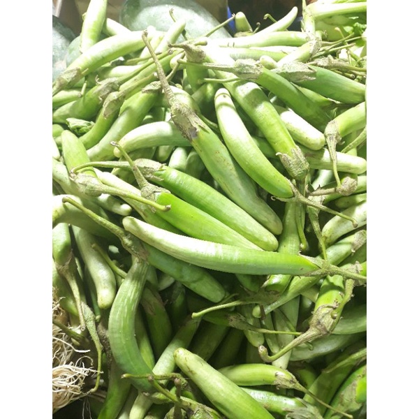 

Terong Telunjuk Medan Segar 1kg