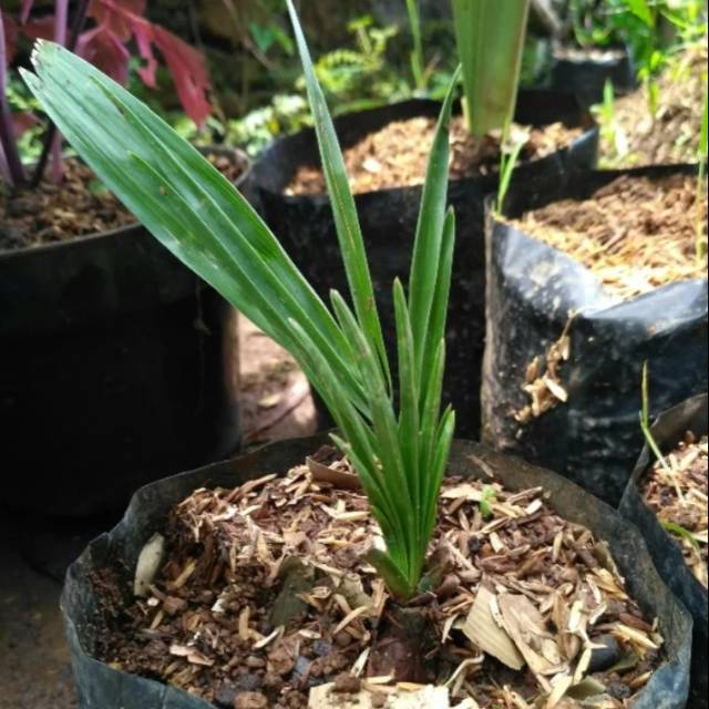 Bibit Pohon Kurma Azwa-Bibit Tanaman Kurma Azwa